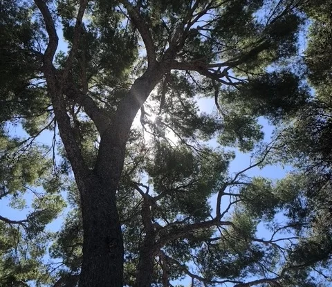 tree - Counsellor in Peaslake, Surrey